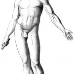 z-human-anatomy (2)