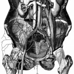 z-human-anatomy (4)