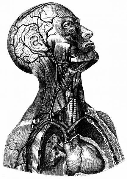 Human-Anatomy-Head-and-Neck-Black-and-White