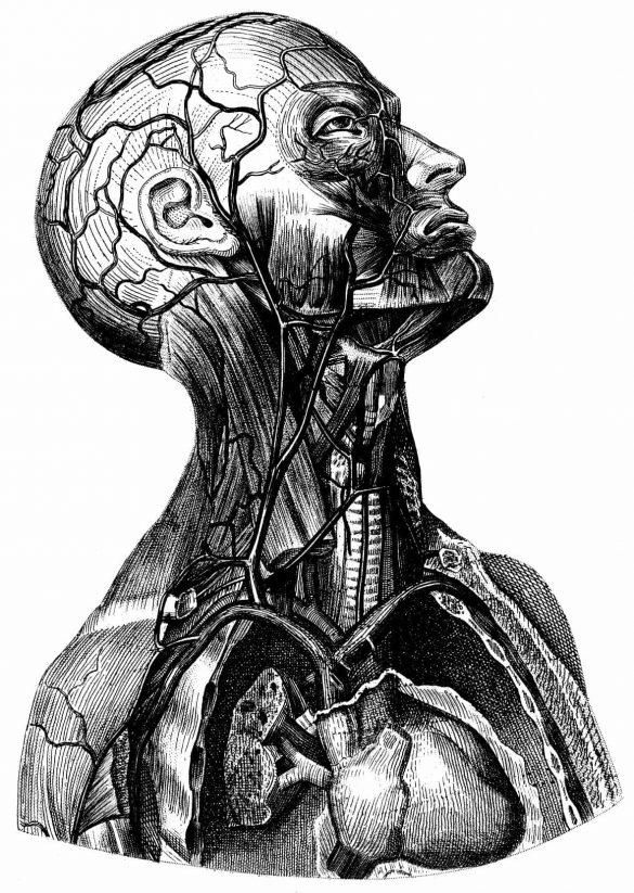 Human Vintage Anatomy Illustration Art