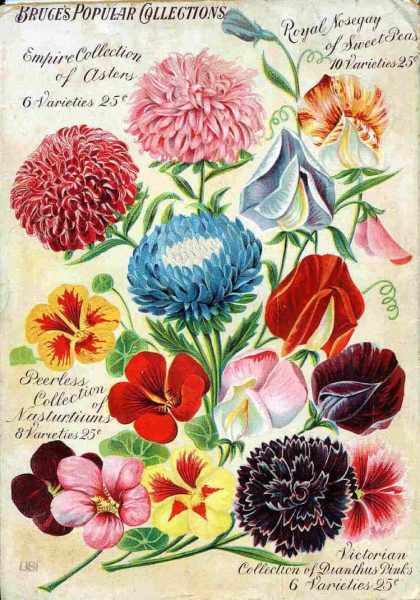 Bruces Popular Collections Vintage Seed Advertising Poster