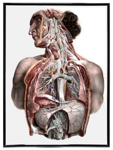Vintage Anatomy Art