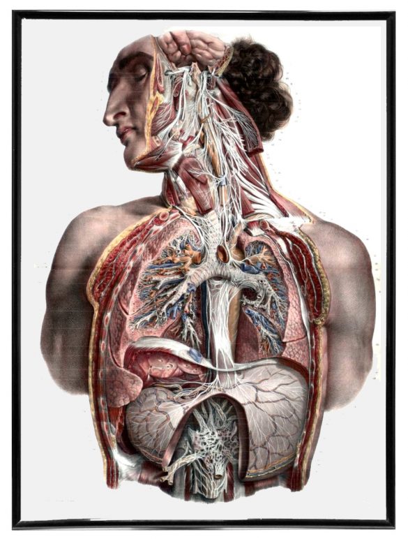 Vintage Anatomy Art and Book Illustrations RetroGraphik