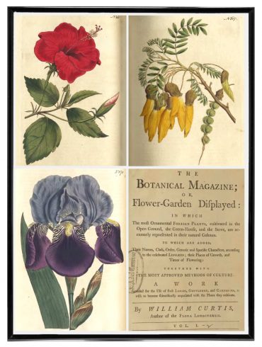 curtis botanical magazine